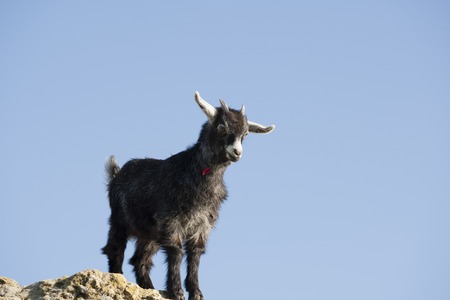 a standing goat kidsの写真素材