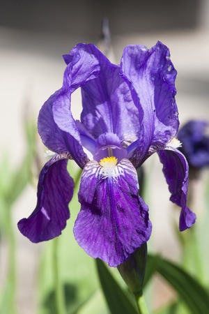 iris flowers in the gardenの写真素材