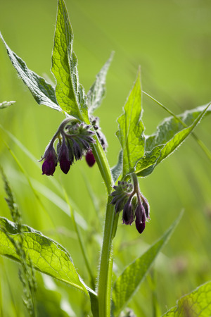 Lungwort or Pulmonary (Pulmonaria) in the forestの写真素材
