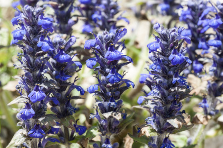 Ajuga reptansの写真素材