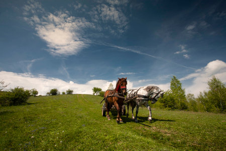 Horse cart in natureの写真素材