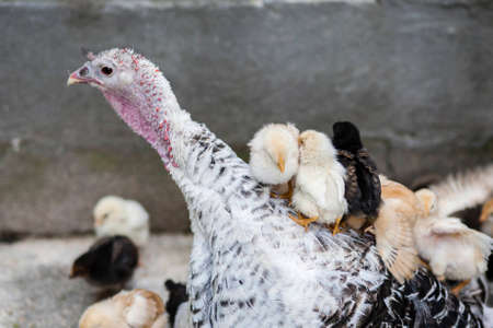 Hen with chickensの写真素材