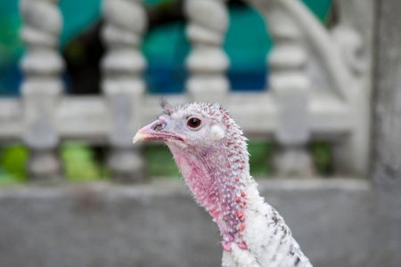 Turkey on a farmの写真素材