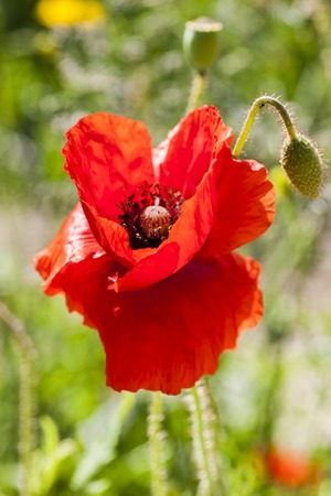 poppy  with out of focus poppy field in background.