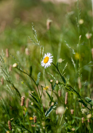 Chamomile flowers in meadowの写真素材