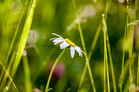 Chamomile flowers in meadowの写真素材