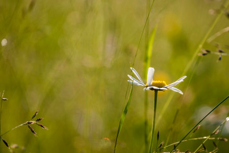 Chamomile flowers in meadowの写真素材