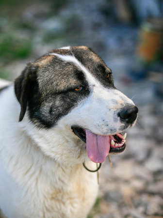 Central Asian Shepherd Dog