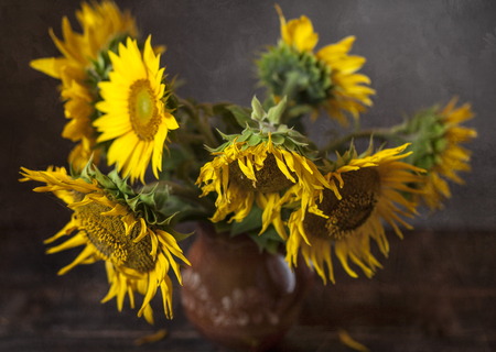 Still life with sunflowers on the tableの写真素材