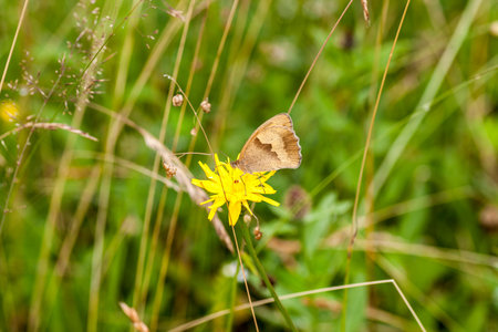 butterfly feeding on buttonbush flower.