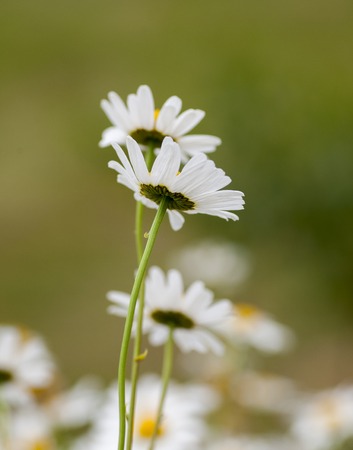 Flowering chamomile growing in summer meadow close upの写真素材