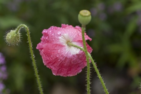 A red poppy flower wet from a morning dewの写真素材