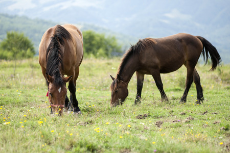 Horses grazingの写真素材