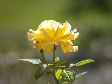 Beautiful yellow rose in a gardenの写真素材