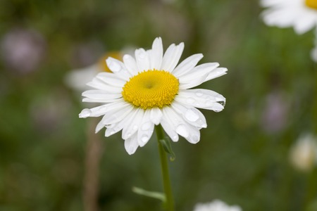 Flowering chamomile growing in summer meadow close upの写真素材