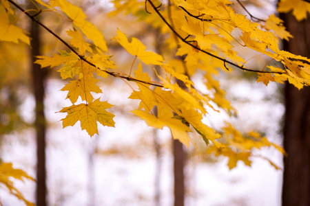 autumn leaves in parck