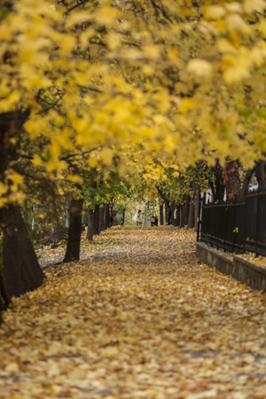 colorful autumn parkの写真素材