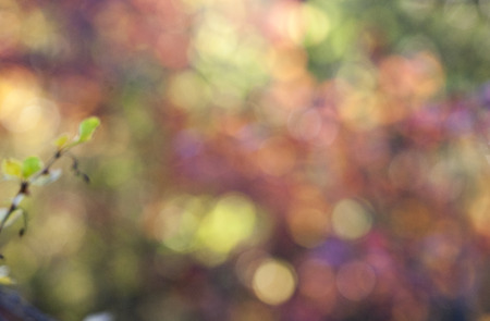 Autumn  background with leaves in season colorsの写真素材