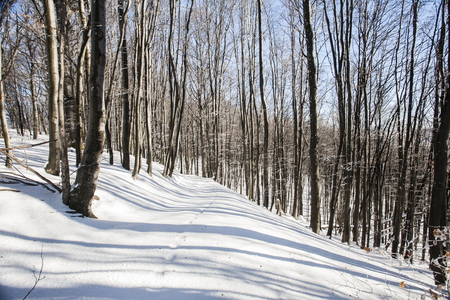 Snowy treesの写真素材