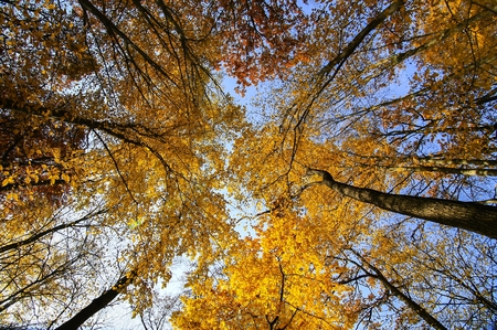 Tree  in autumn beech forest against the blue sky.の写真素材