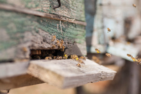 bee hives around