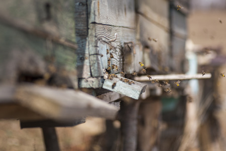 bee hives aroundの写真素材