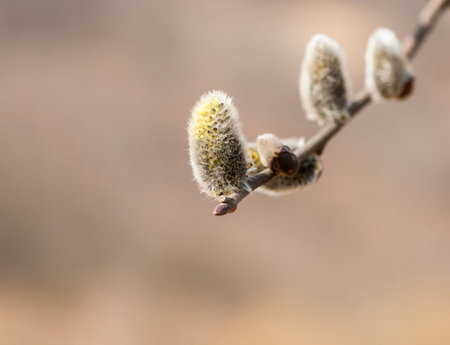 willow flowers, spring