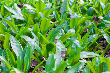 Forest green carpet of wild garlic