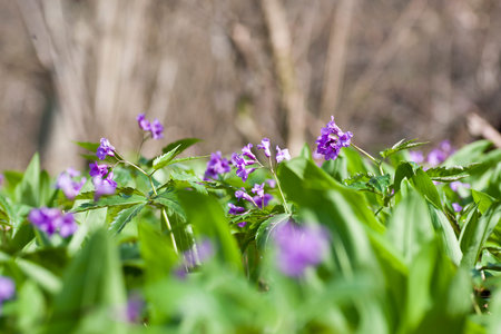 Spring wild flowers (Cardamine glanduligera)