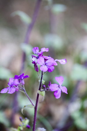 cardamine spring medicinale flowersの写真素材