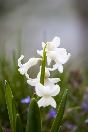 hyacintus spring flower in gardenの写真素材