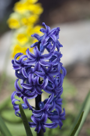 hyacintus spring flower in gardenの写真素材