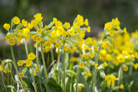 yellow primula in spring gardenの写真素材