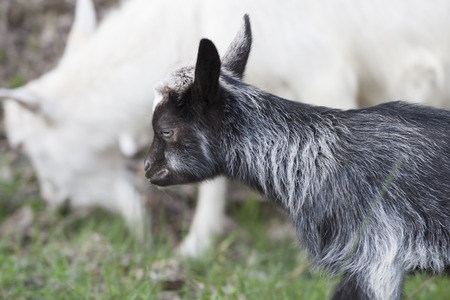 goat kid on pastureの写真素材