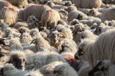 flock sheepsの写真素材