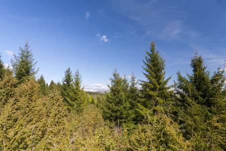 Forest firの写真素材