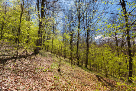 spring in the forest