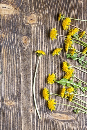 dandelions on brown old tableの写真素材
