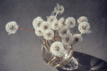still life white dandelions