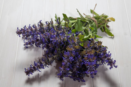 Ajuga genevensis, medicinal wild flowers