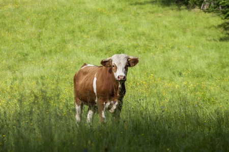 cow grazing on fieldの写真素材