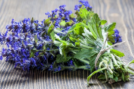 Ajuga genevensis, medicinal wild flowersの写真素材