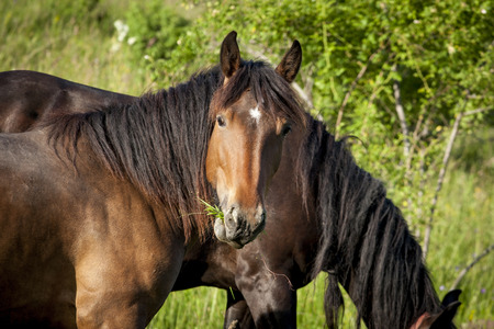 Horses grazing on fieldの写真素材