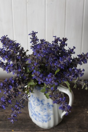 Ajuga genevensis, medicinal wild flowersの写真素材