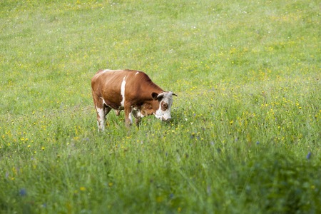 cow grazing on fieldの写真素材