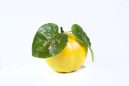 quinse isolated on whitw backgraundの写真素材