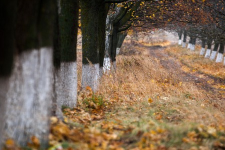 Alley of trees in autumn. Moldovan landscapesの写真素材