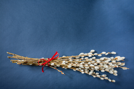 Willow twigs blooming on a vintage backgroundの写真素材