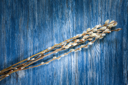 Blooming willow twigs on blue wooden tableの写真素材