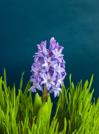 Hyacinth, spring  flower among green grass  garden
